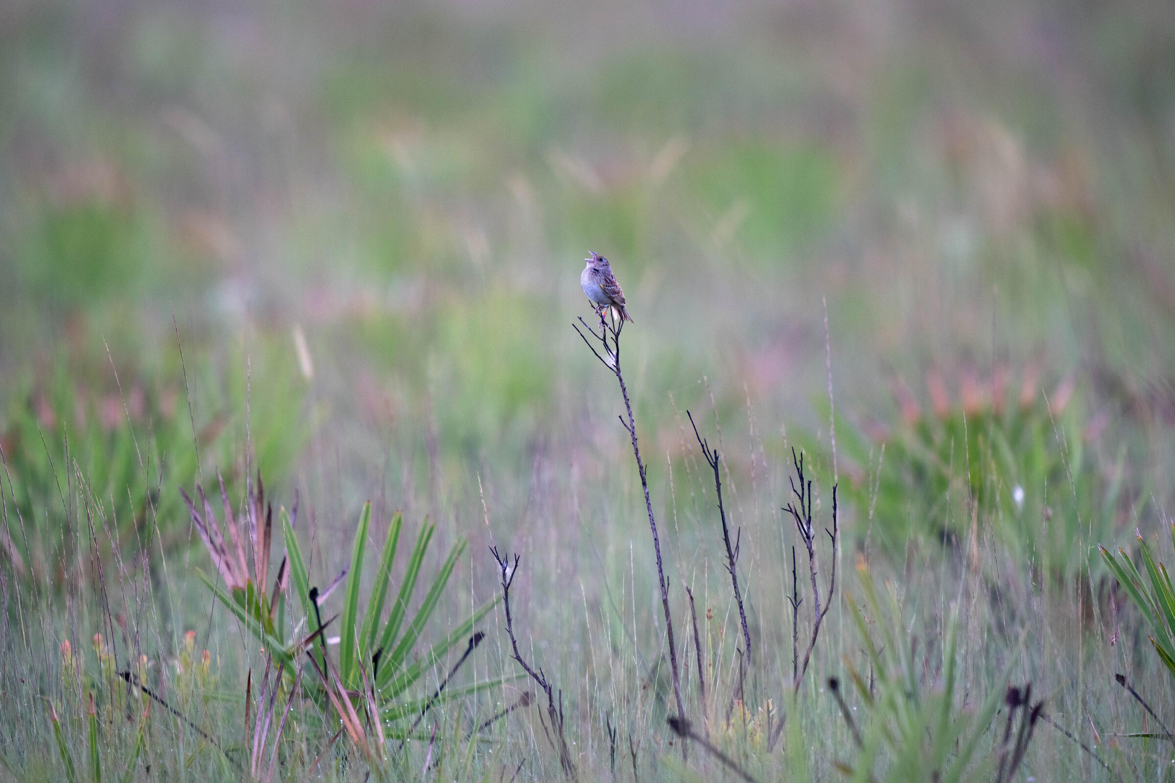 Florida Grasshopper Sparrow perched on a stick in the middle of a meadow, singing. Photo by Carlton Ward.