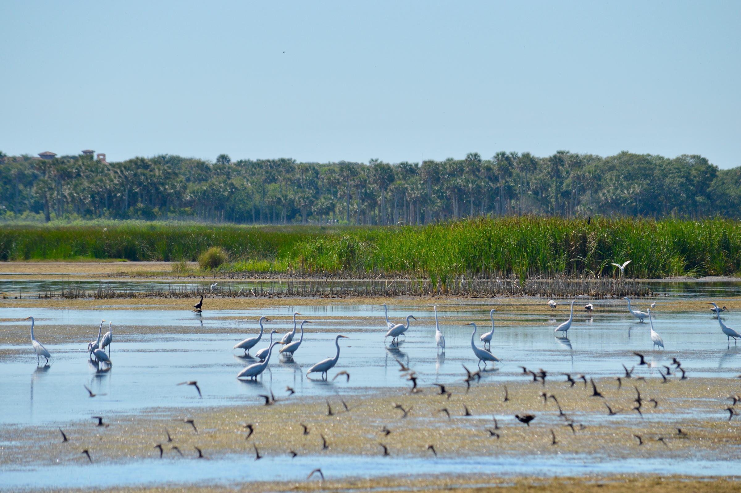 Wading birds in a wetland