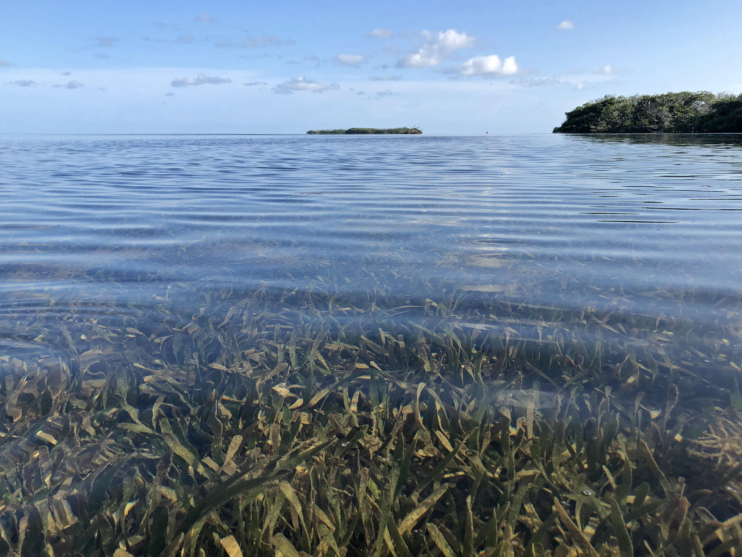 Seagrass waving under calm water and calm sky, with mangrove islands in the background.