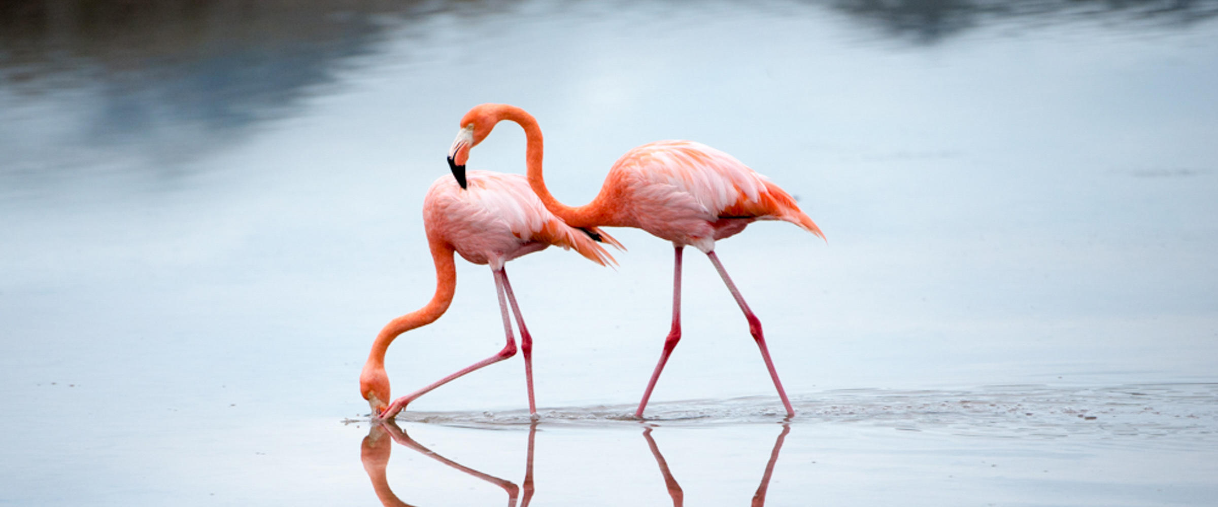 flamingo florida
