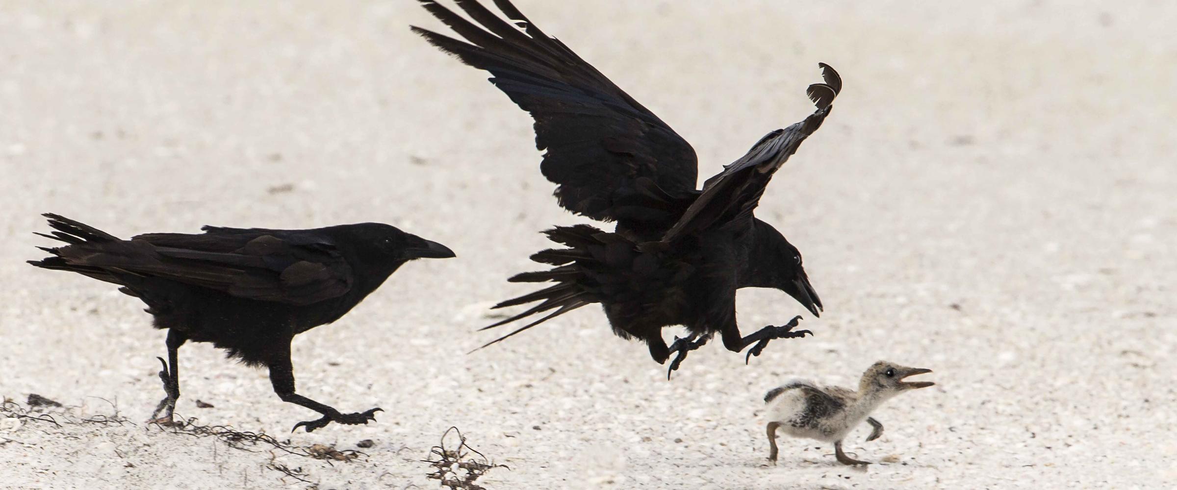 Fish crow preying on chick