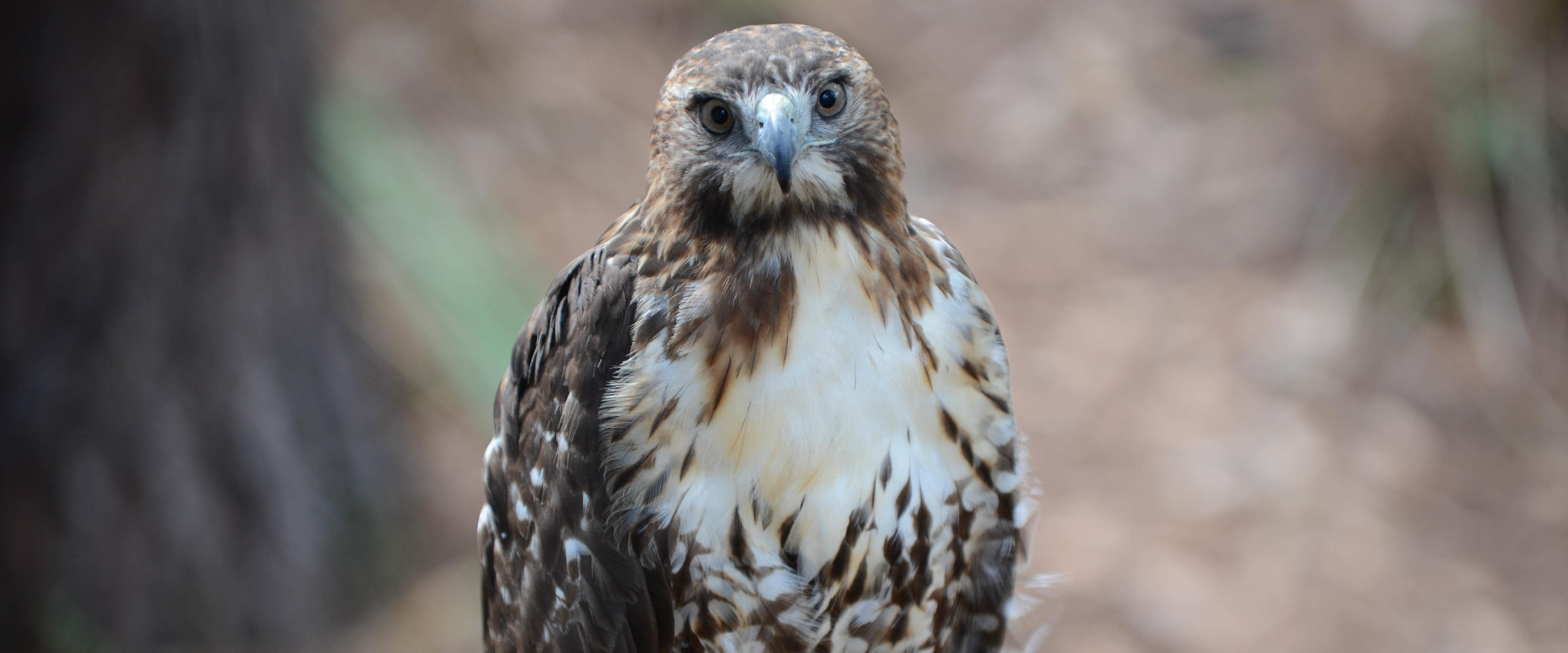 Audubon Center for Birds of Prey - All You Need to Know BEFORE You