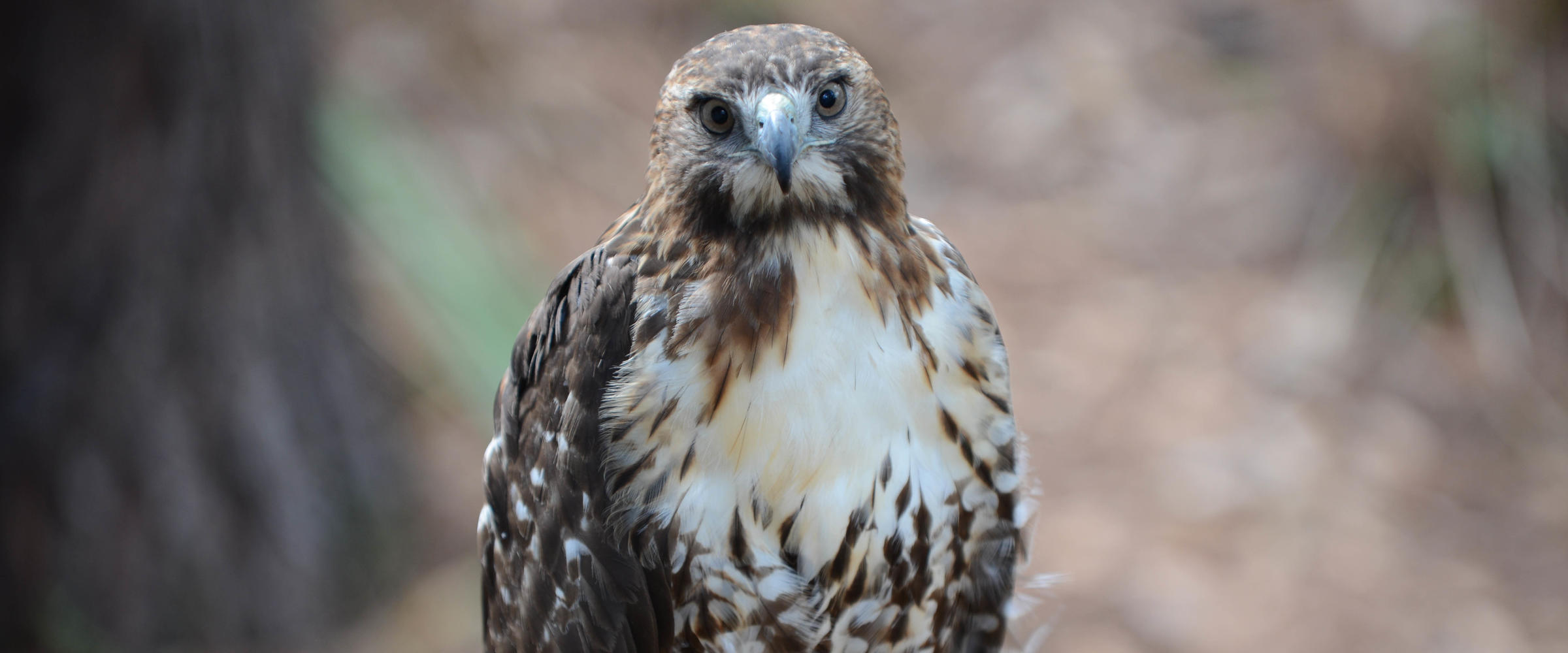 Eagle Eyes on the Environment Audubon Center for Birds of Prey