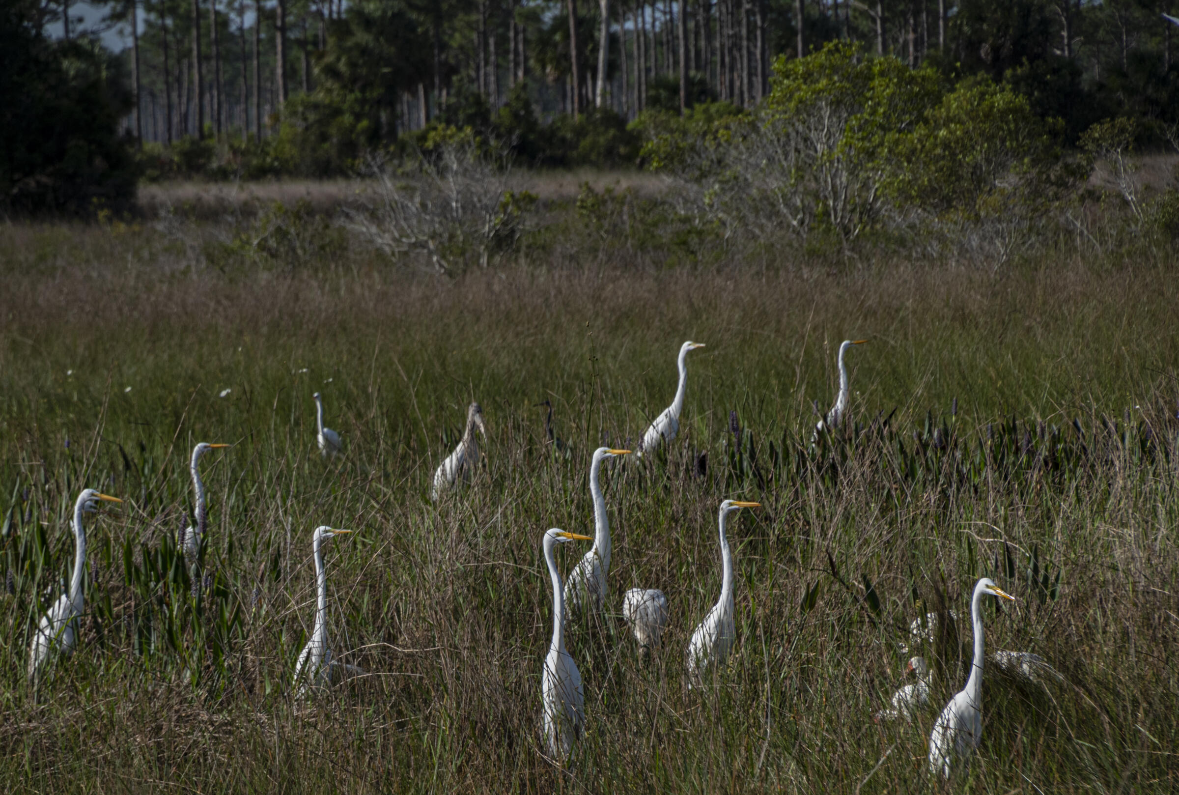 white birds in a grassy area