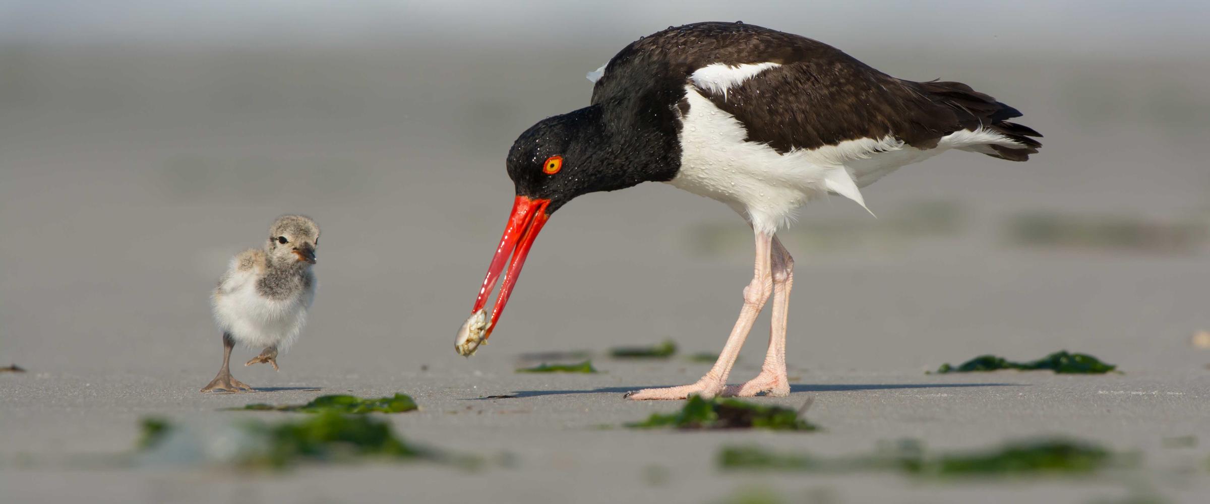 american oystercatcher