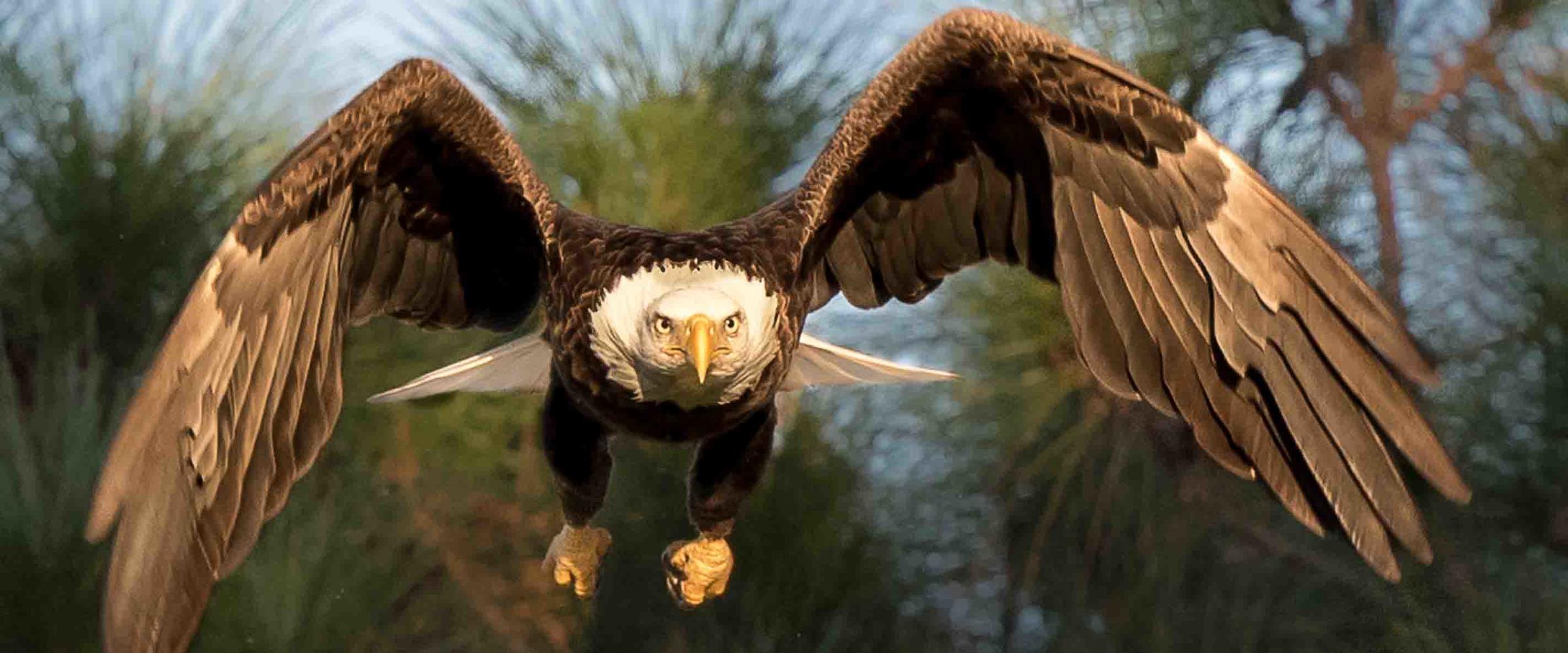 bald eagle taking flight