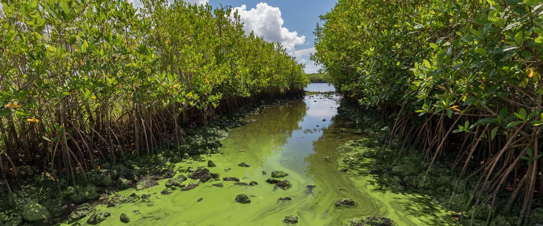Toxic blue-green algae in Southeast Florida