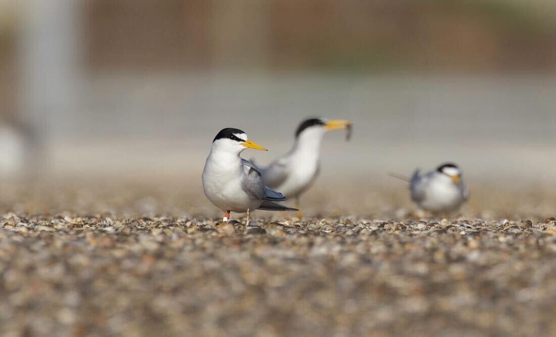 Three Least Terns sitting on a gravel rooftop.