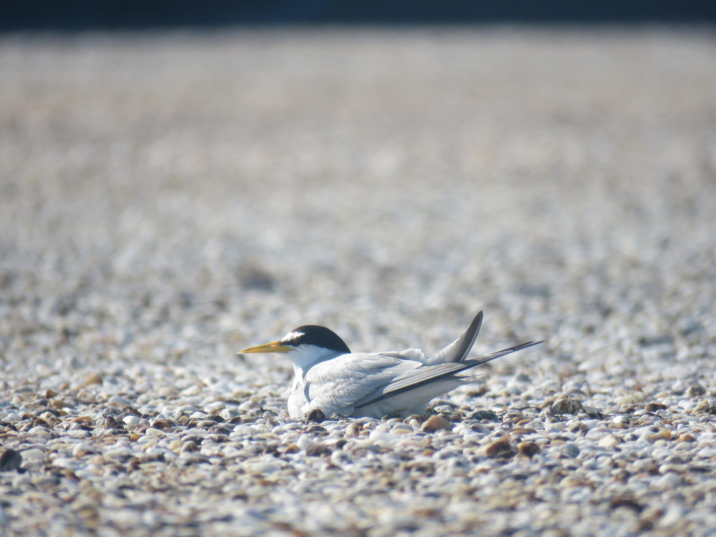 Least Tern nesting on a rooftop. Photo: Rebekah Snyder.
