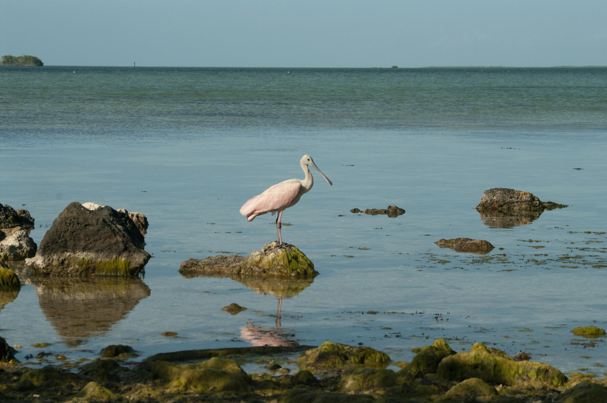Roseate Spoonbill at the water's edge