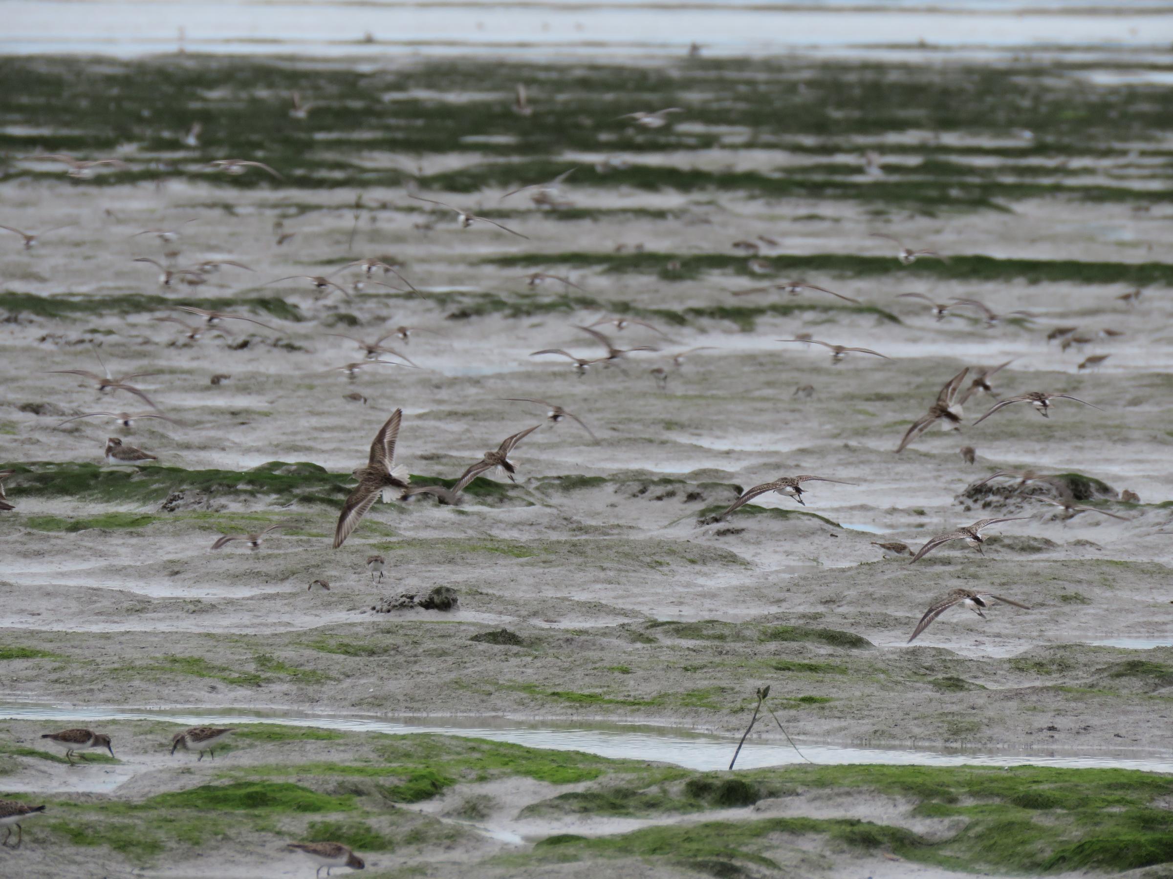 birds on the mudflat