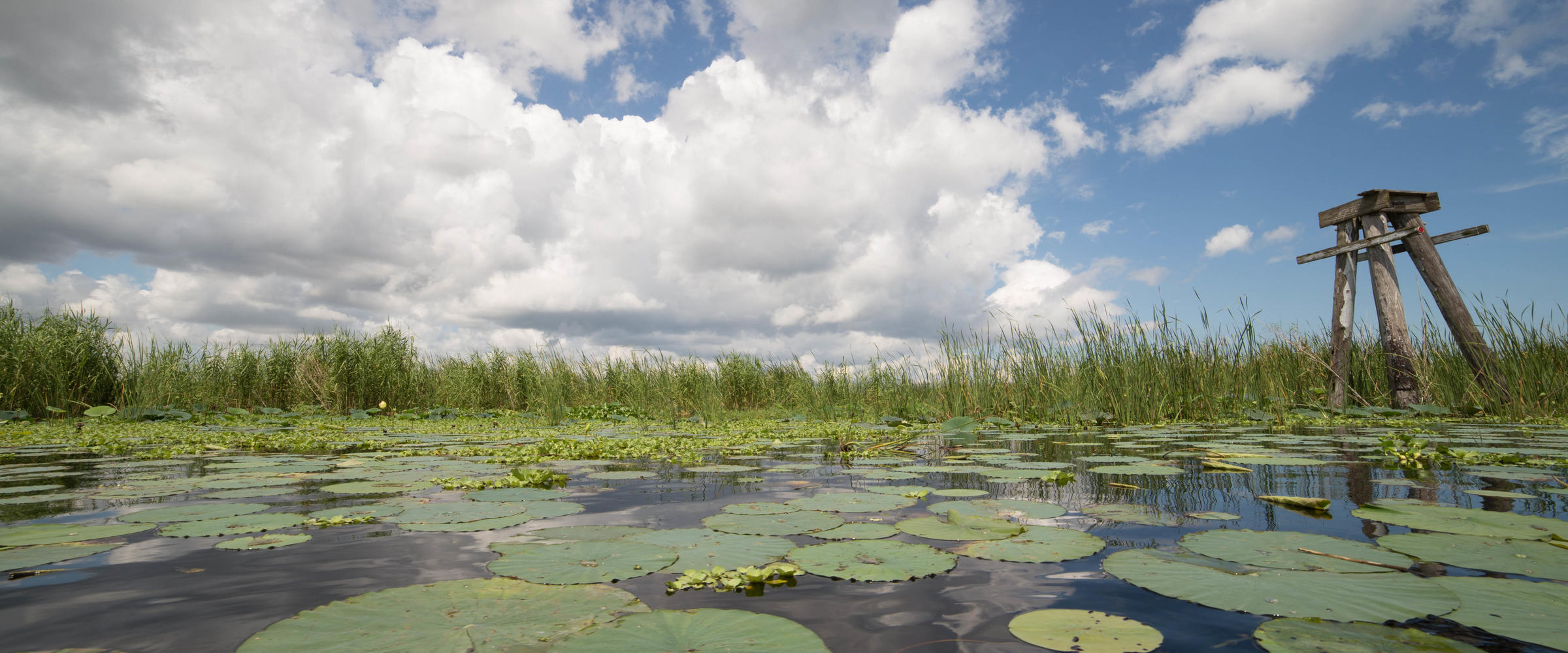 High Water Levels Threaten the Health of Lake Okeechobee Audubon Florida