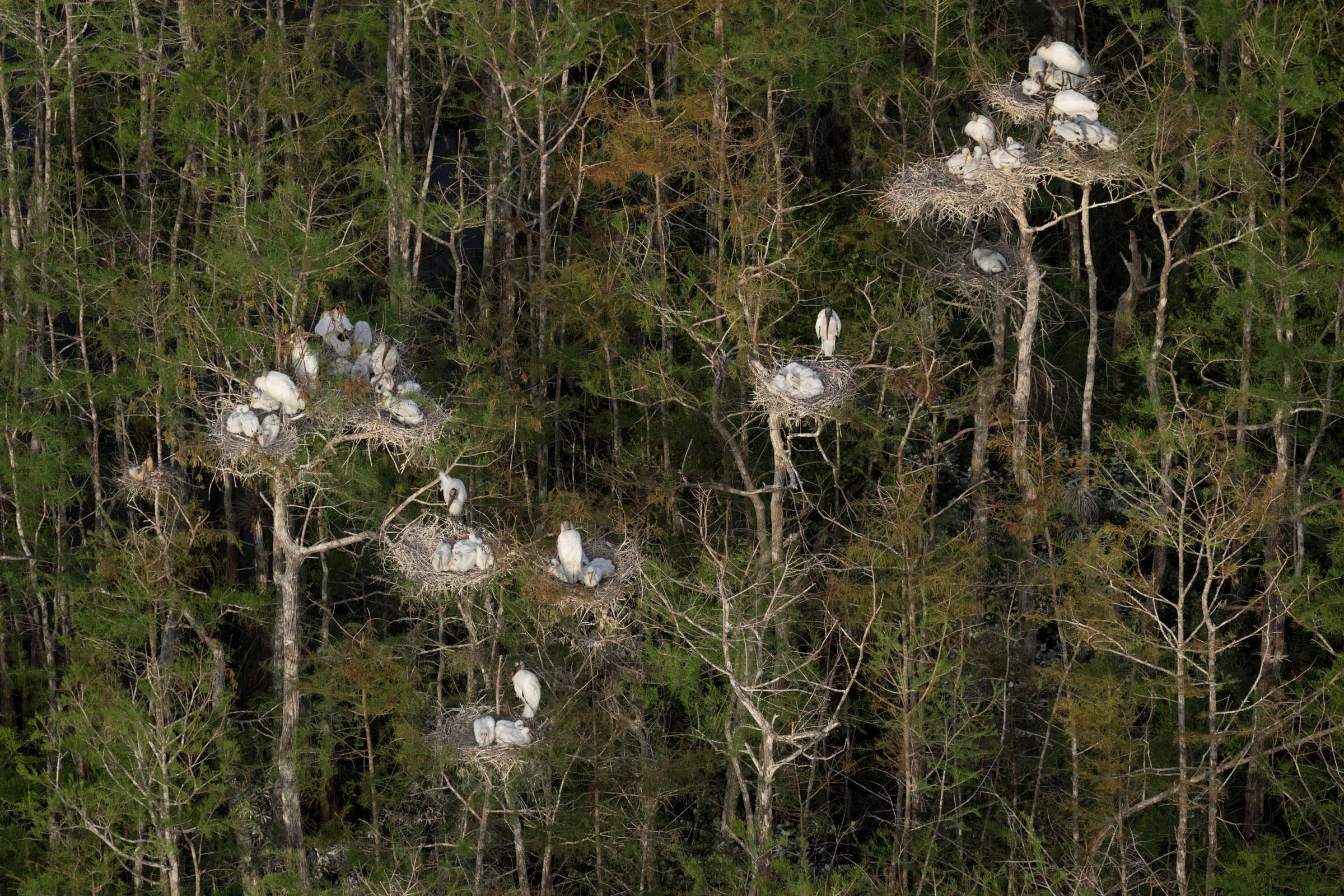 Wood Storks Nesting 