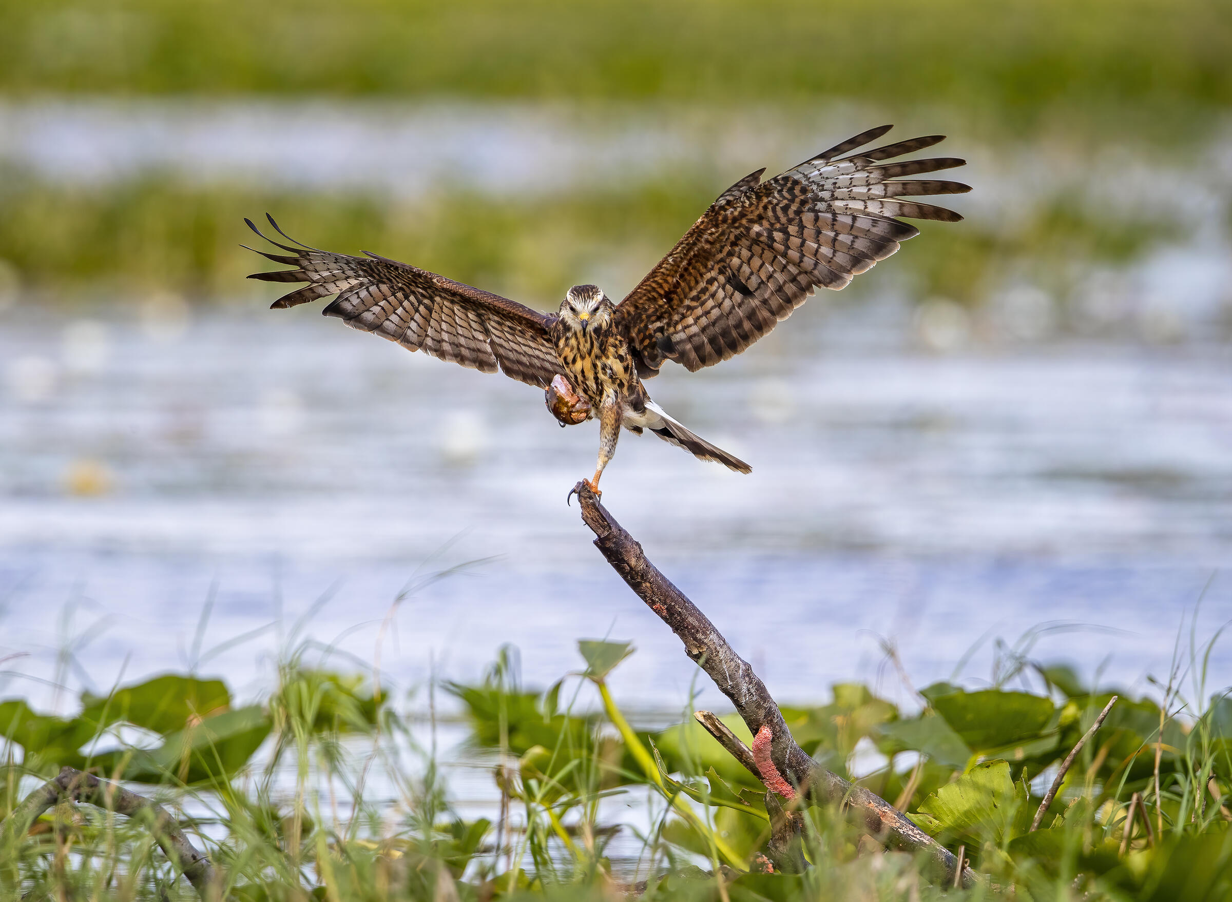 A female Snail Kite with wings outstretched over water.