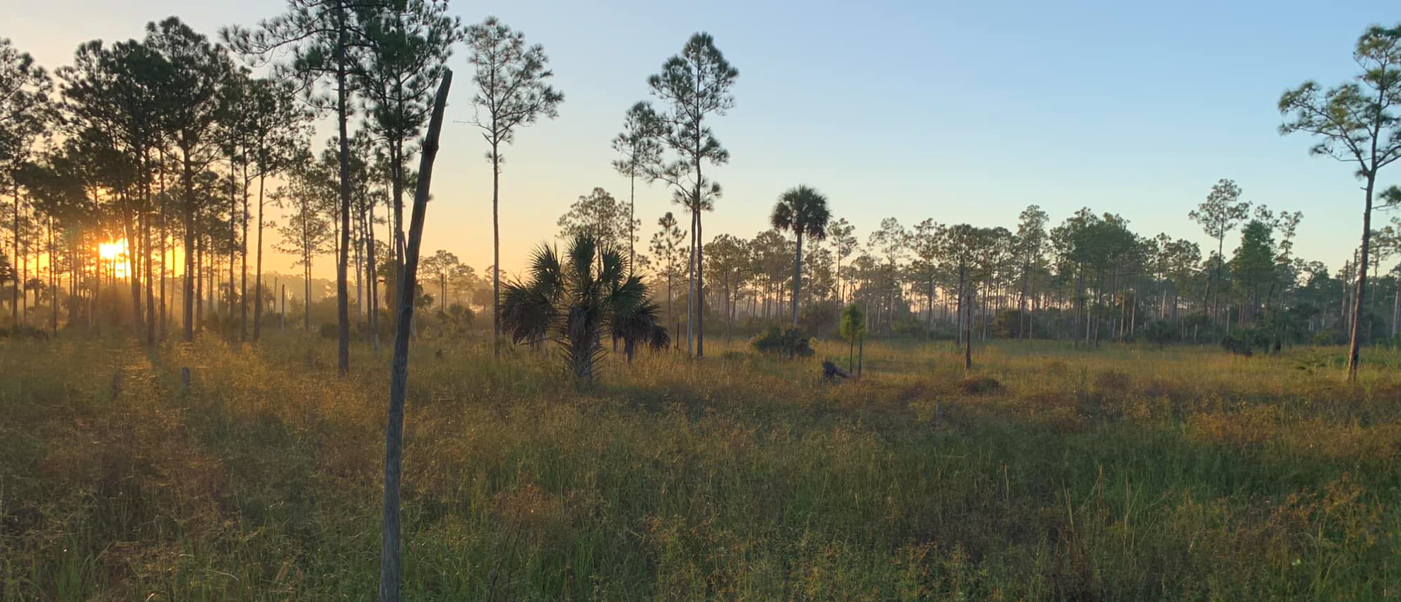 Wetlands at Corkscrew Swamp Sanctuary, with the sun either rising or setting through the trees on the left side of the photo.