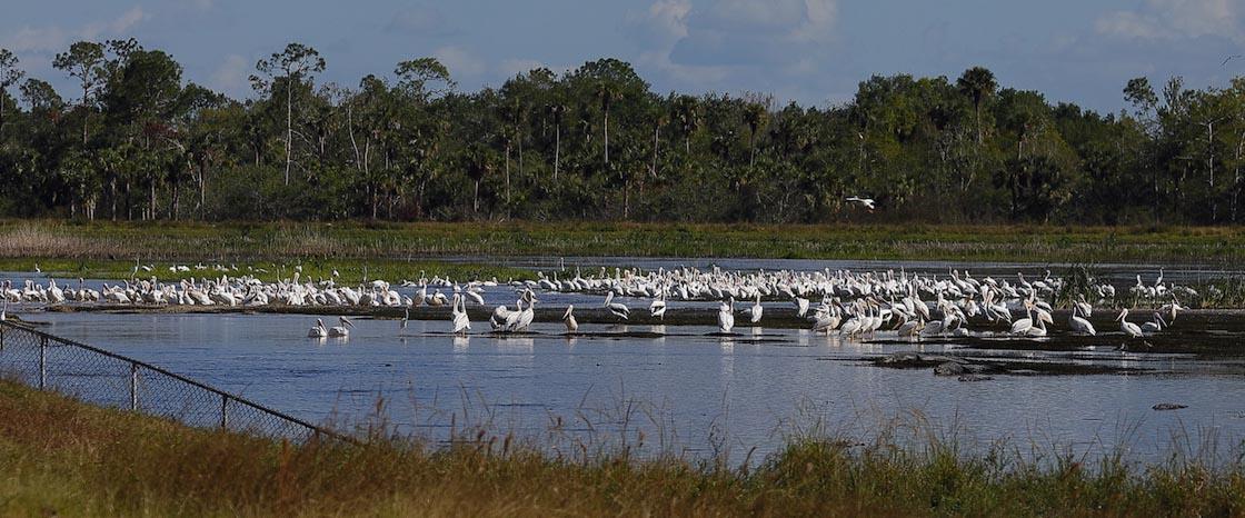 white pelicans and wading birds