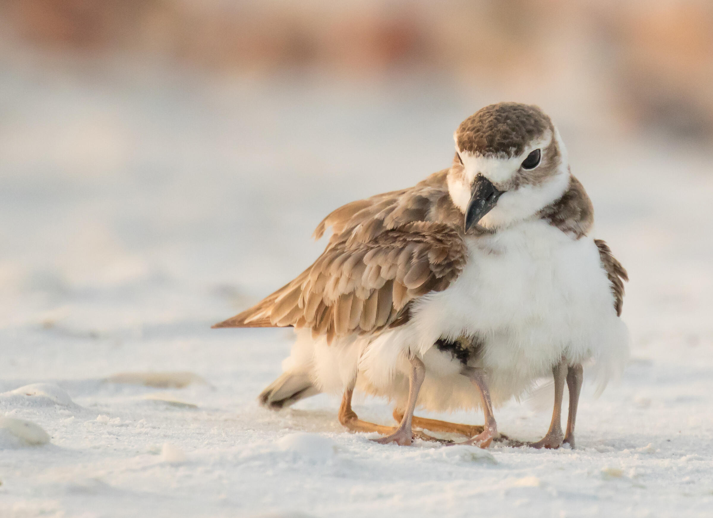 Bird with young on a beach