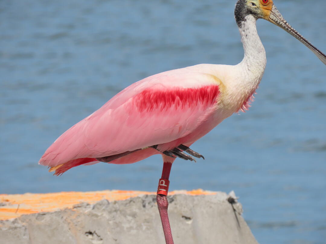 A Roseate Spoonbill with a leg band.