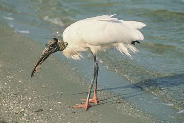 Wood Stork | Audubon Florida