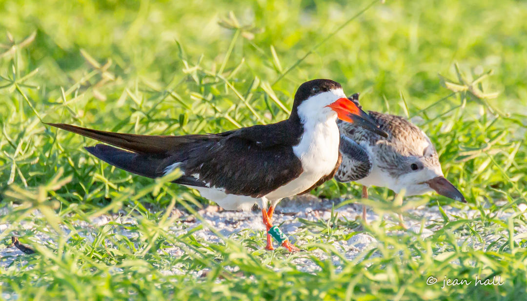 Black Skimmer and chick. Photo: Jean Hall.