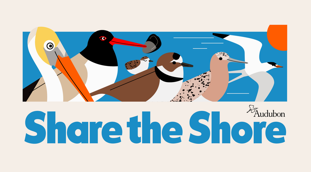 A Share the Shore graphic that includes images of birds.