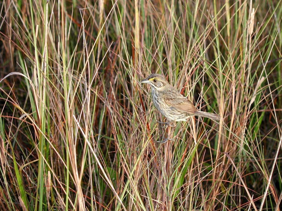 A sparrow in grassy habitat.