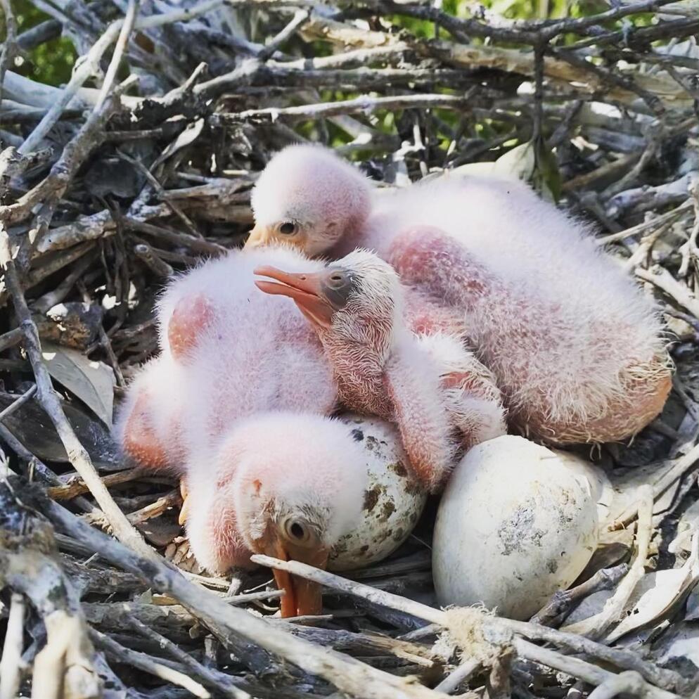 A nest of fuzzy Roseate Spoonbill checks.
