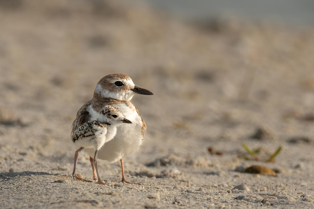 A Wilson's Plover and chick stand on the sand.