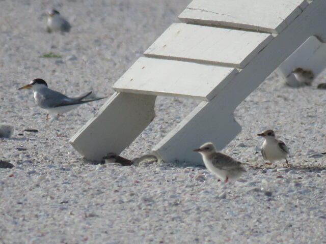 Least Tern chicks on the sand.