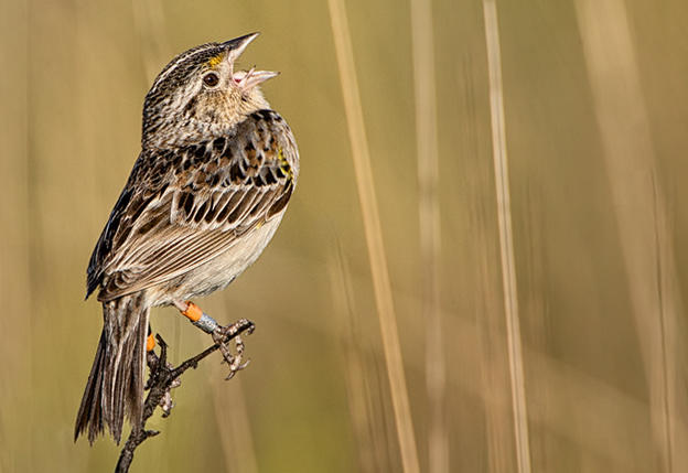 Florida Grasshopper Sparrow | Audubon Florida