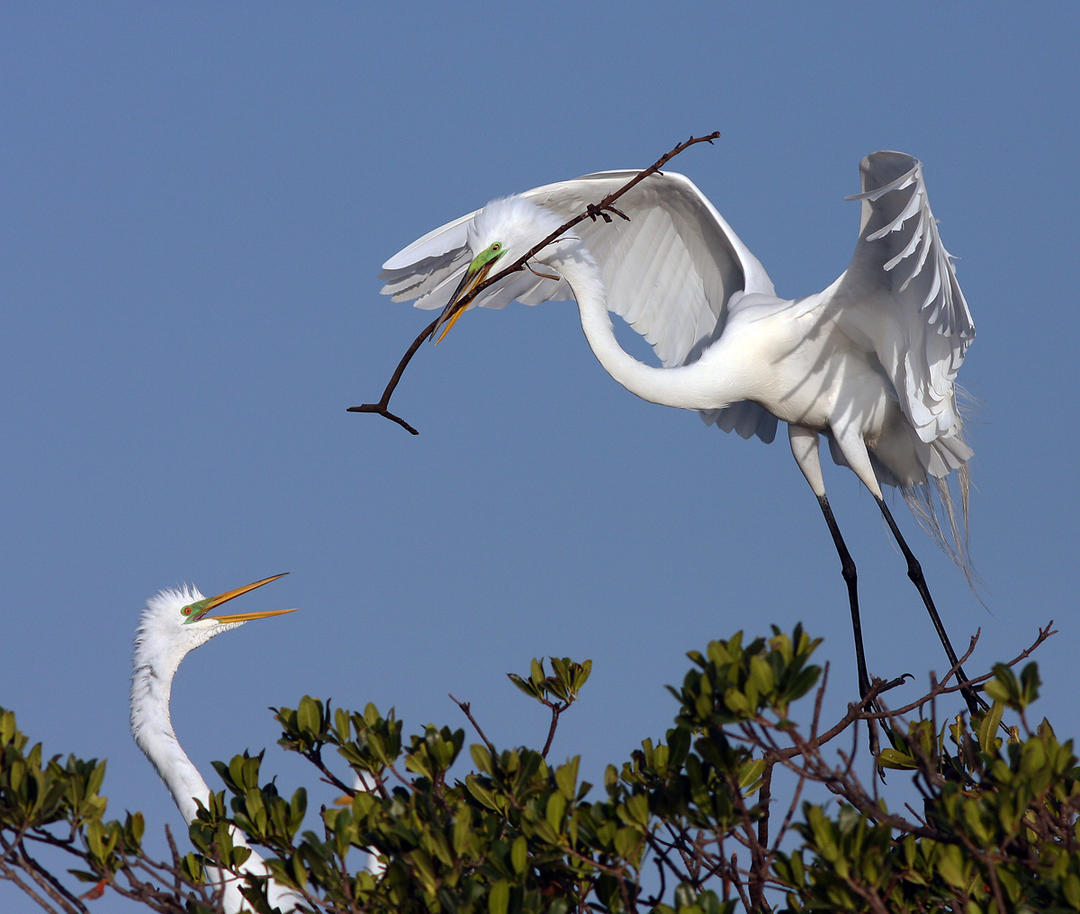 Help Protect Florida's Nesting Birds Audubon Florida