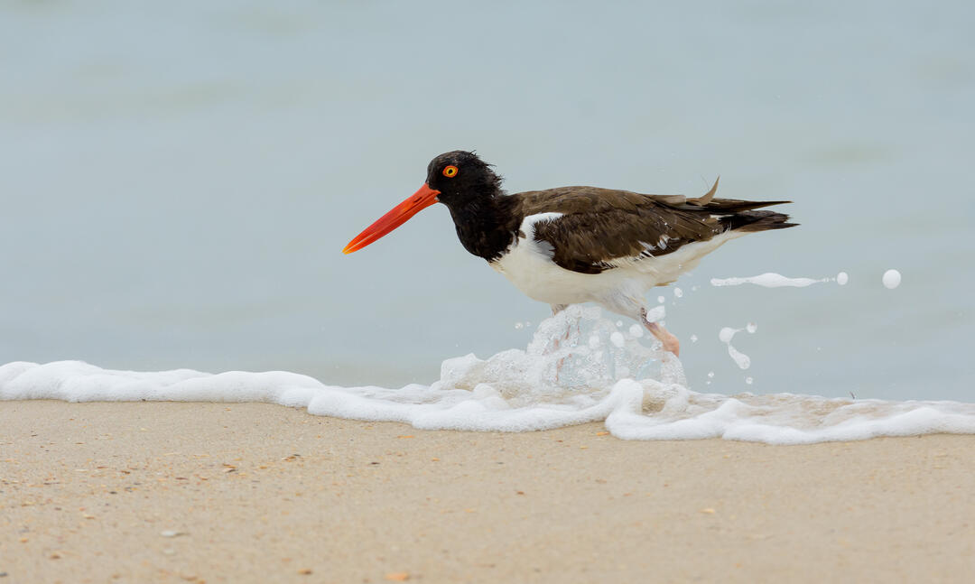 American Oystercatcher walking in the waves at the beach. Photo: Trudy Walden/Audubon Photography Awards
