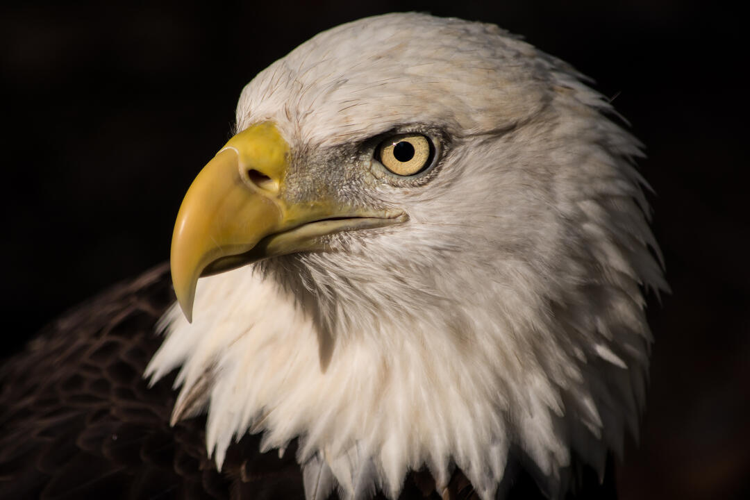 American Eagle Day is Around the Corner! Audubon Florida