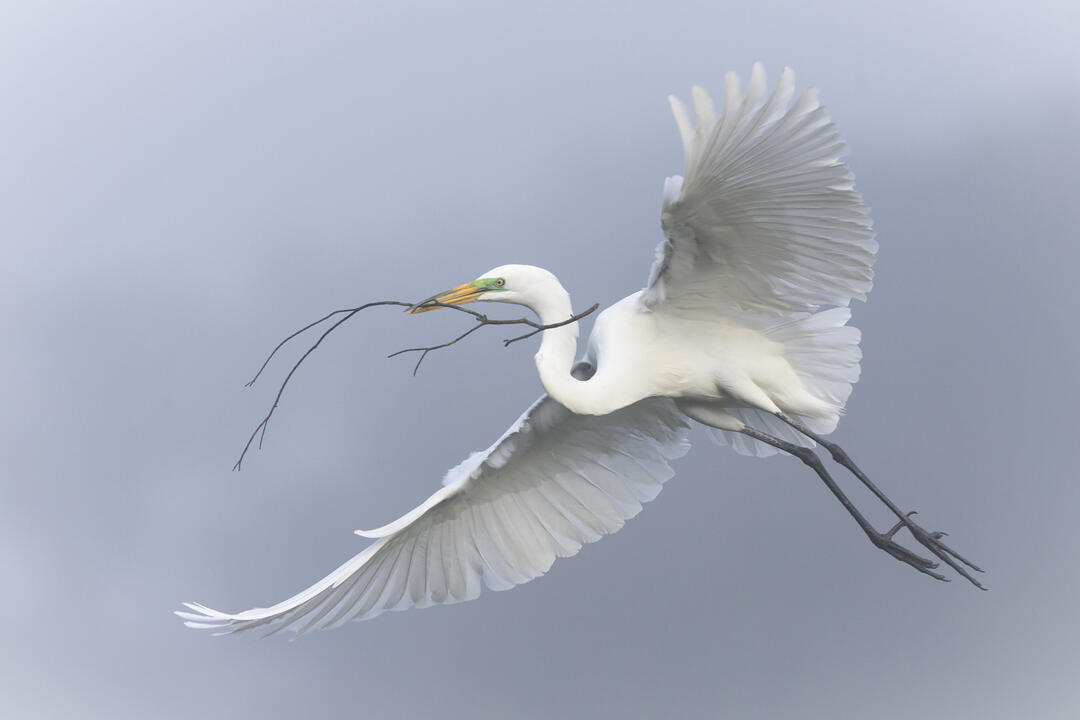 Great Egret. Photo: Mary Lundberg/Audubon Photography Awards.