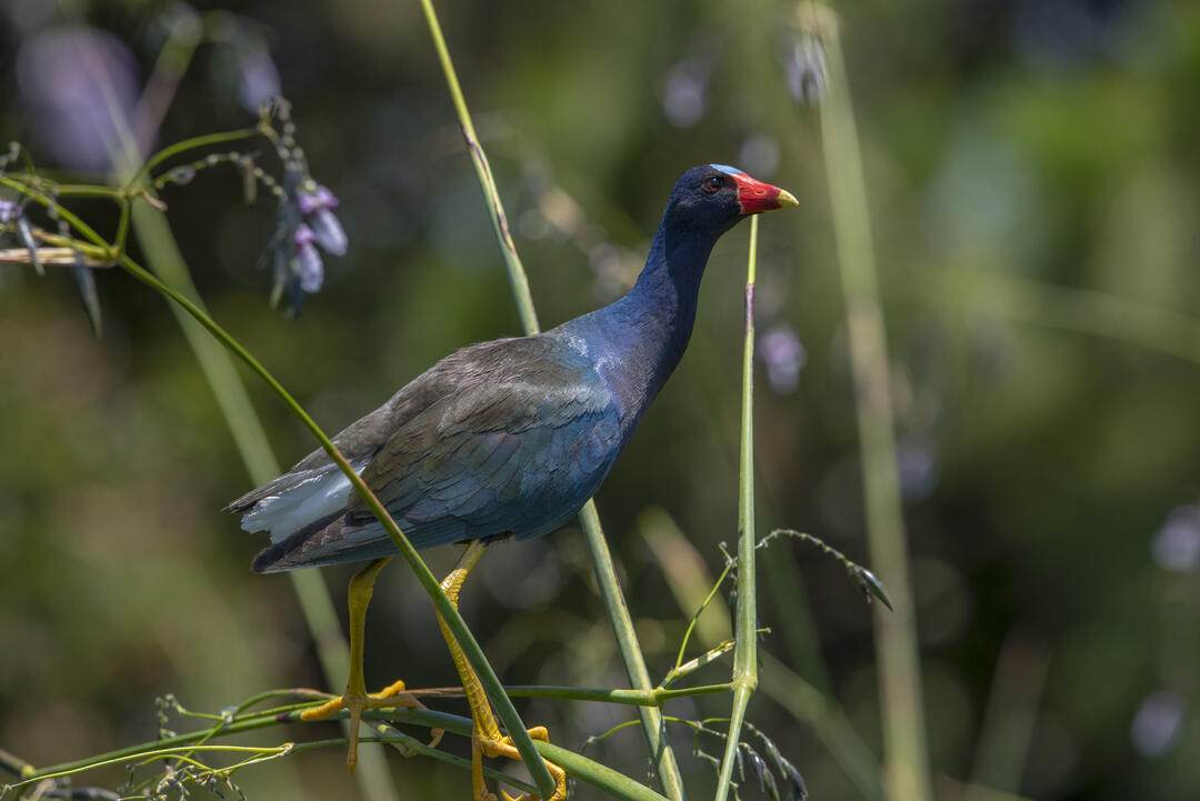 Purple Gallinule. Photo: Ira Rappaport/Audubon Photography Awards.