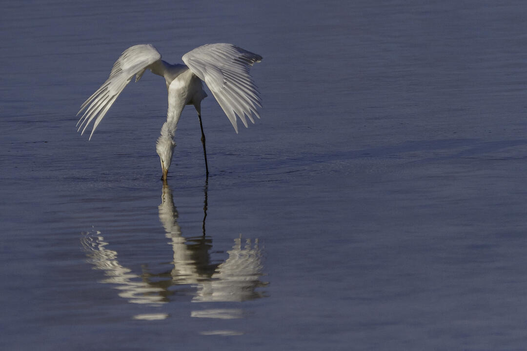Reddish Egret. Photo: Lorraine Minns/Audubon Photography Awards.