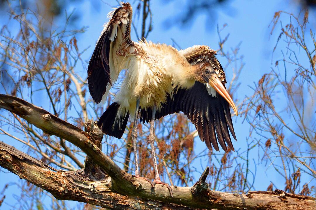 Wood Stork. Photo: Lisa Squicciarini/Audubon Photography Awards.