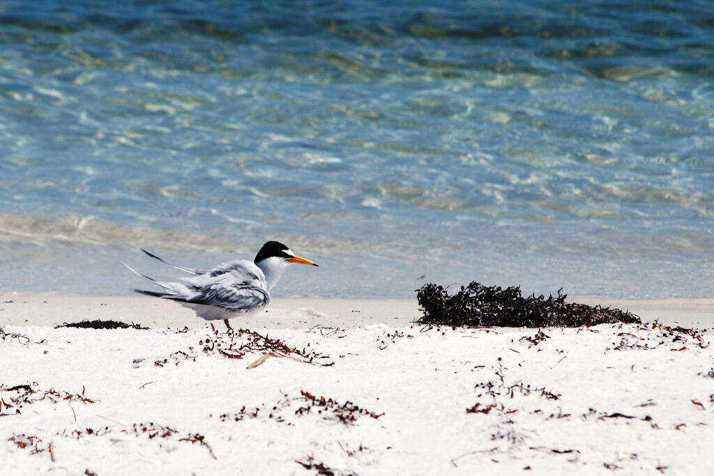 Least Tern. Photo: JulieAnn Schultz/Audubon Photography Awards.