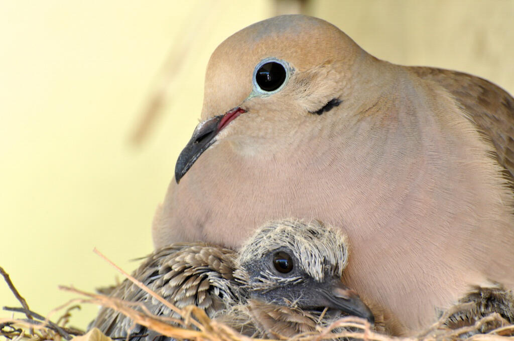 Mourning Dove with chick. Photo: Douglas Croft/Audubon Photography Awards.