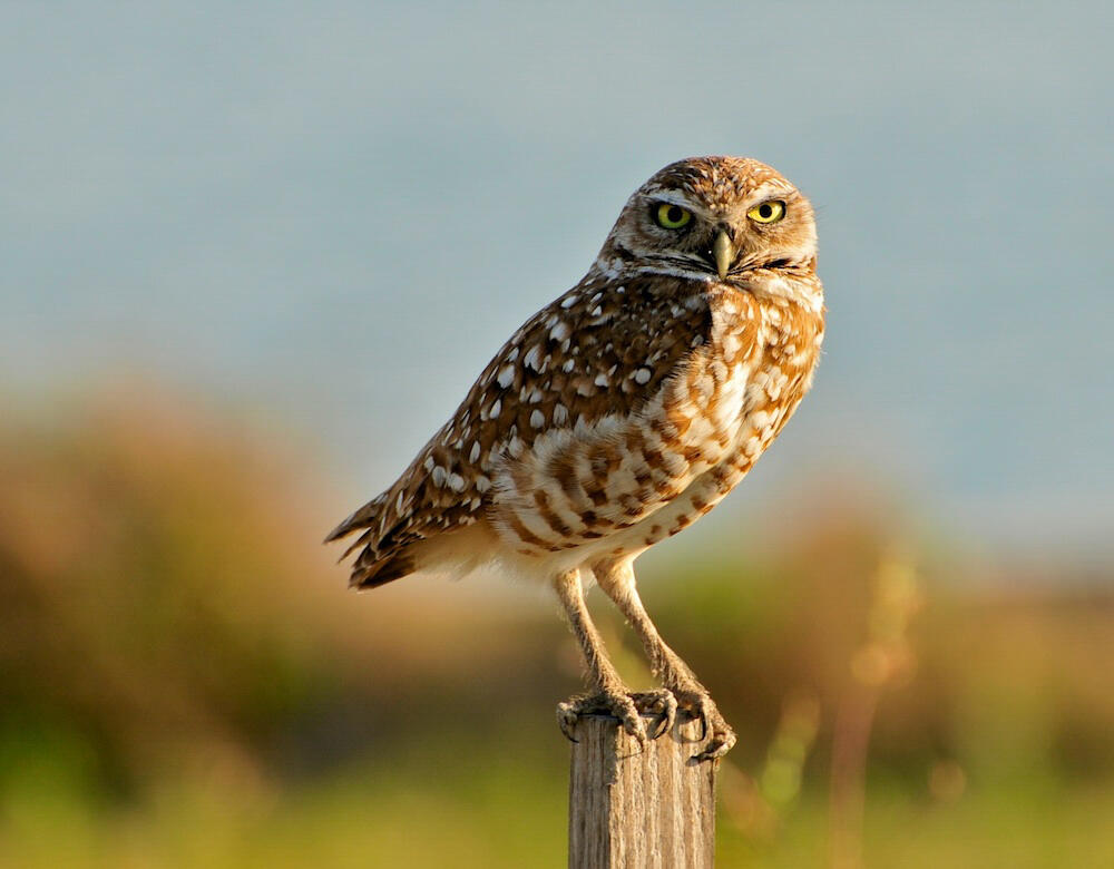 A Burrowing Owl sits on a wooden fence post - vegetation is blurred in the background.