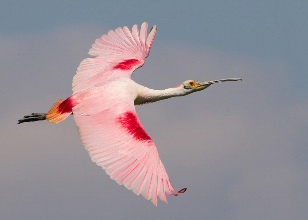 Roseate Spoonbill in flight. Photo: Michael Rosenbaum/Audubon Photography Awards.