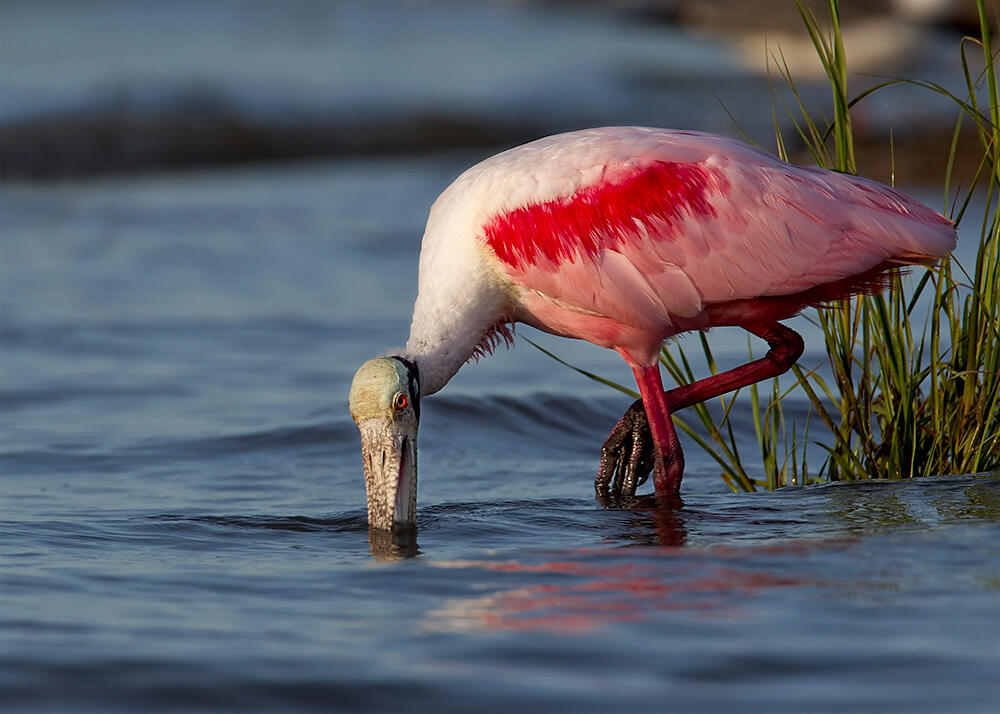A Roseate Spoonbill dipping its bill into blue water.