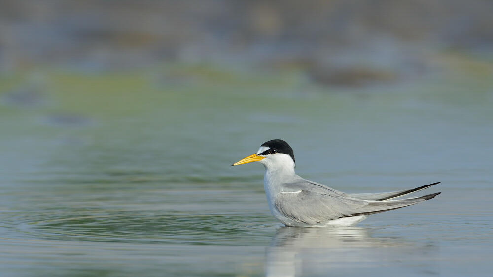 Least Tern stands in the water.