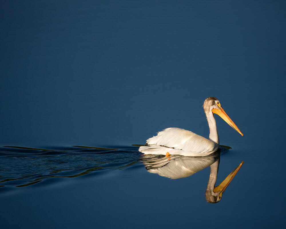 American White Pelican swimming on calm water. Photo: Jim Chagares.