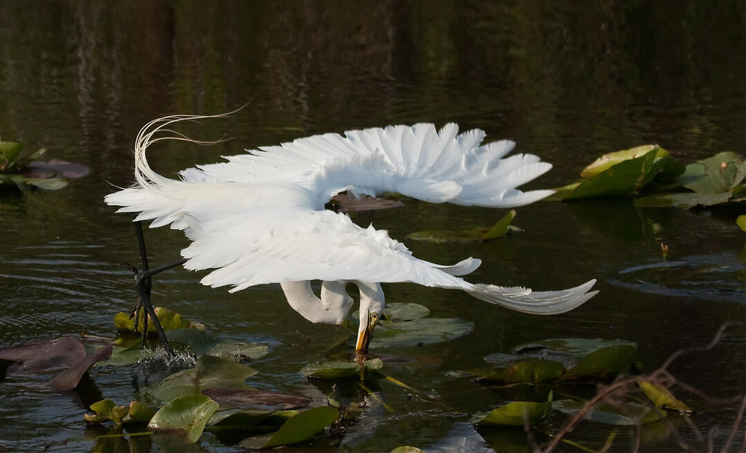 A large white bird feeding on the surface of the water.