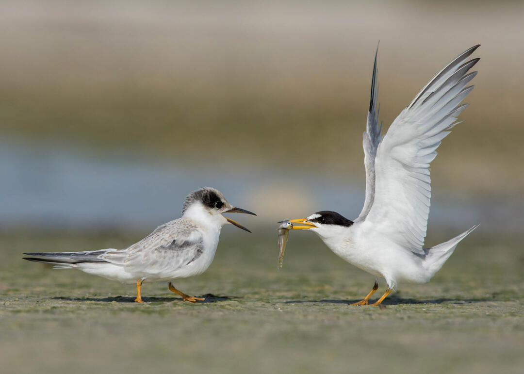 Least Terns. Photo: Peter Brannon/Audubon Photography Awards.
