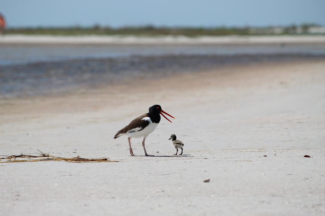 An adult American Oystercatcher and a chick.