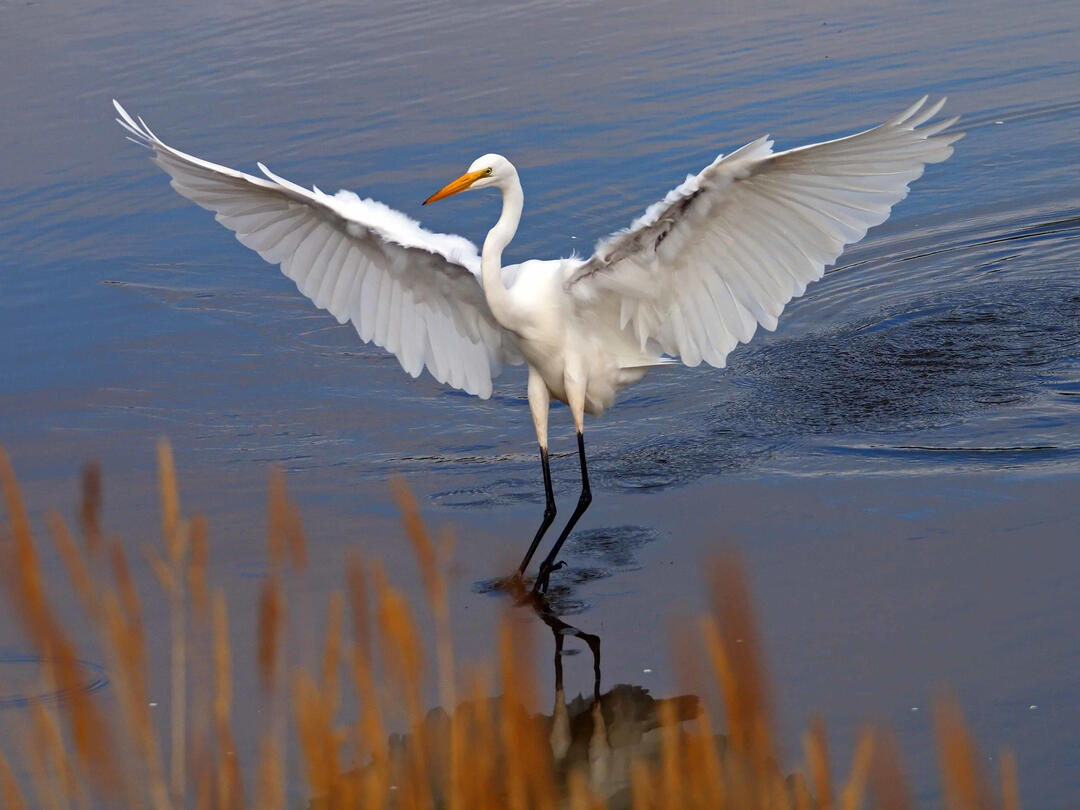 Great Egret with wings outstretched coming in for a landing over water