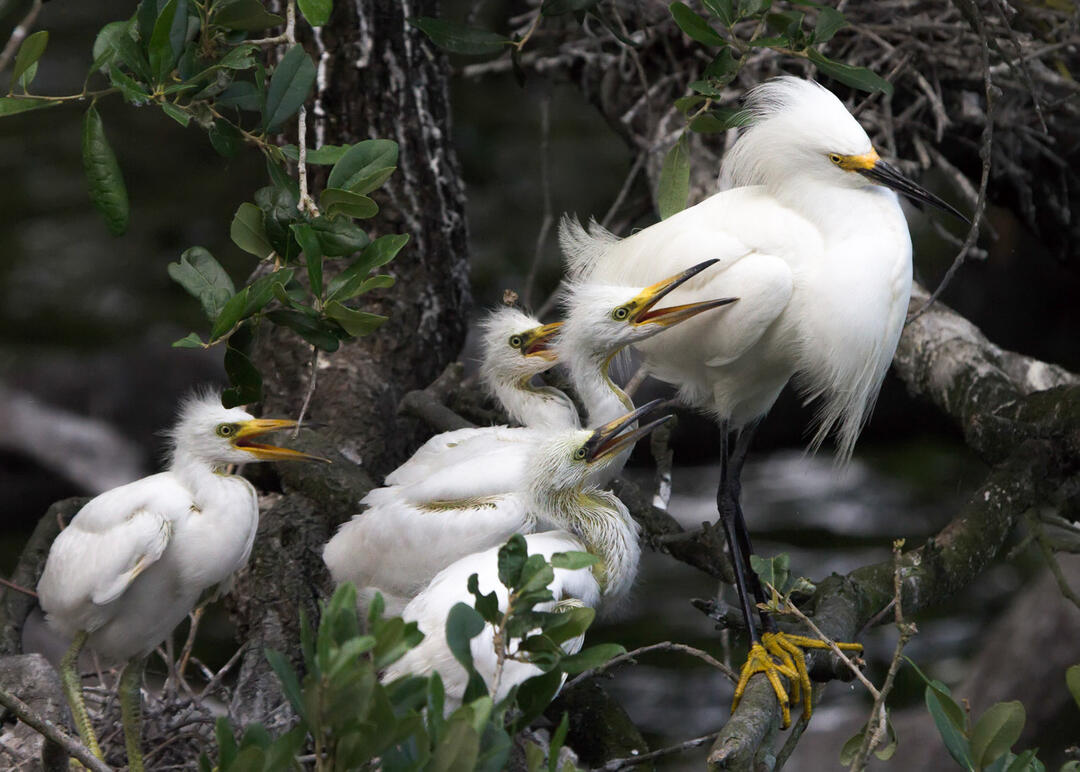 Group of Snowy Egrets in a tree.