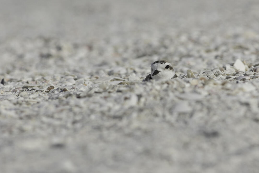 A Snowy Plover's head pokes out from a rocky beach, where it blends in well with its surroundings.